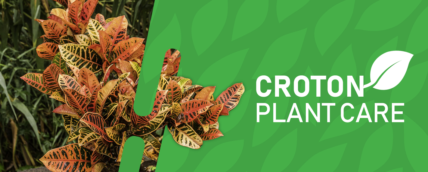Croton Plant Care