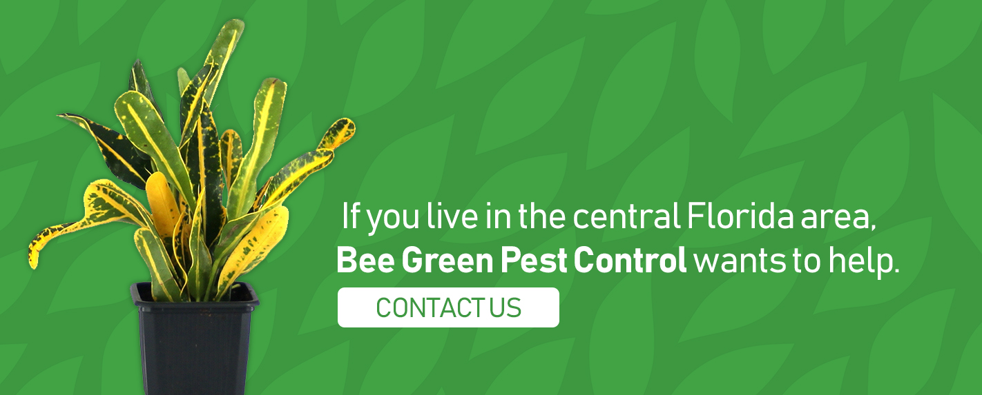 Bee Green Can Help with Croton Plant Care